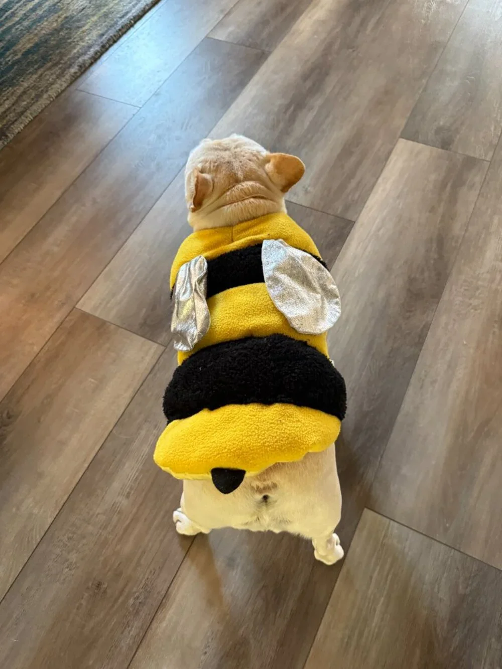 Dog Bee Costume - Medium